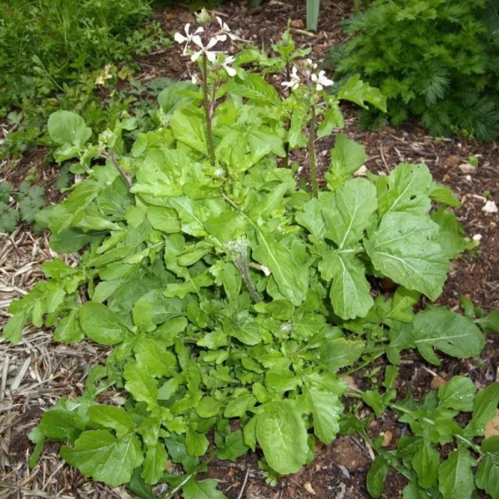 Rucola