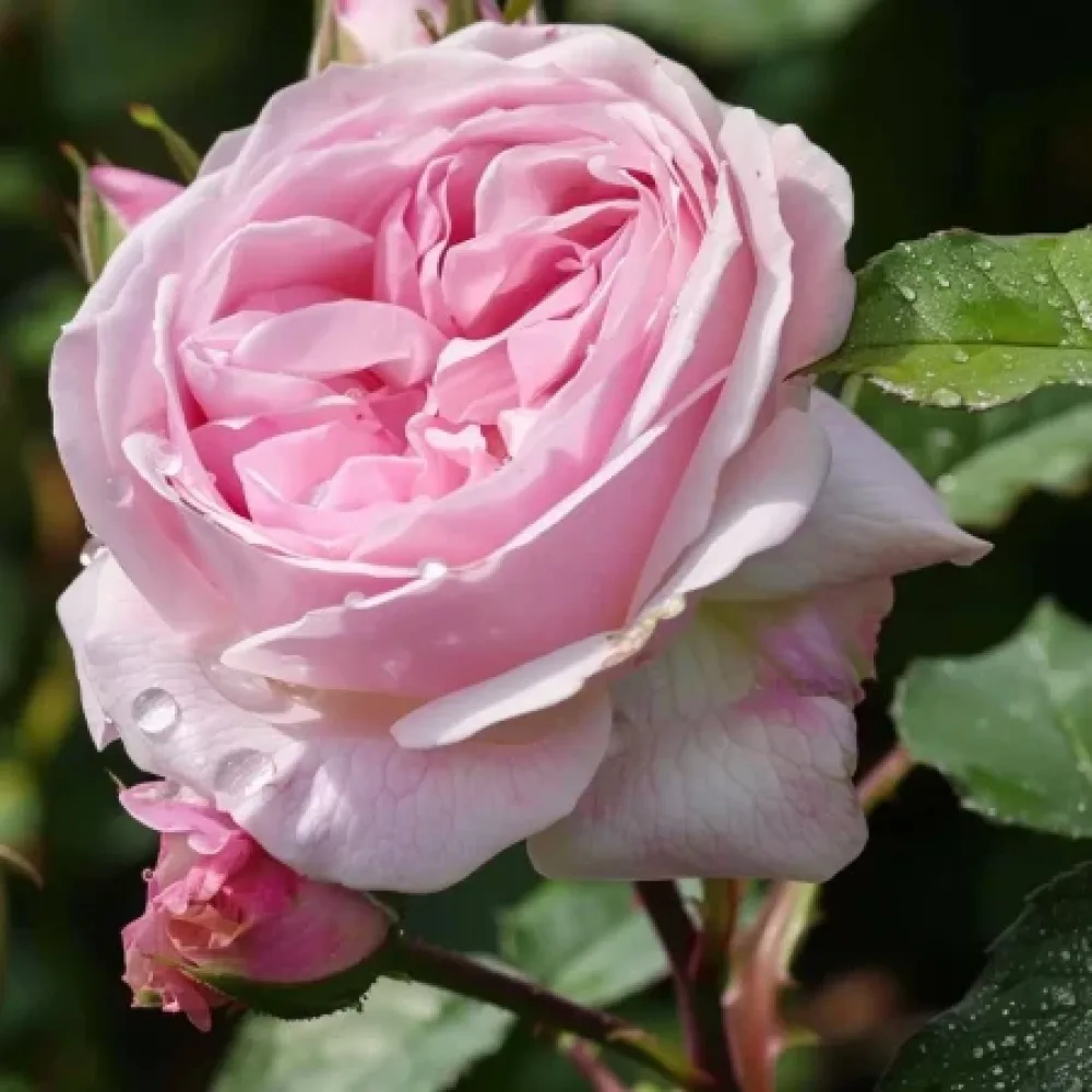 Ruusu 'Gentle Giant' – paljasjuurinen