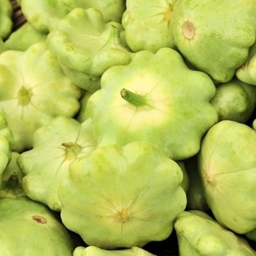Patisson 'Okra'