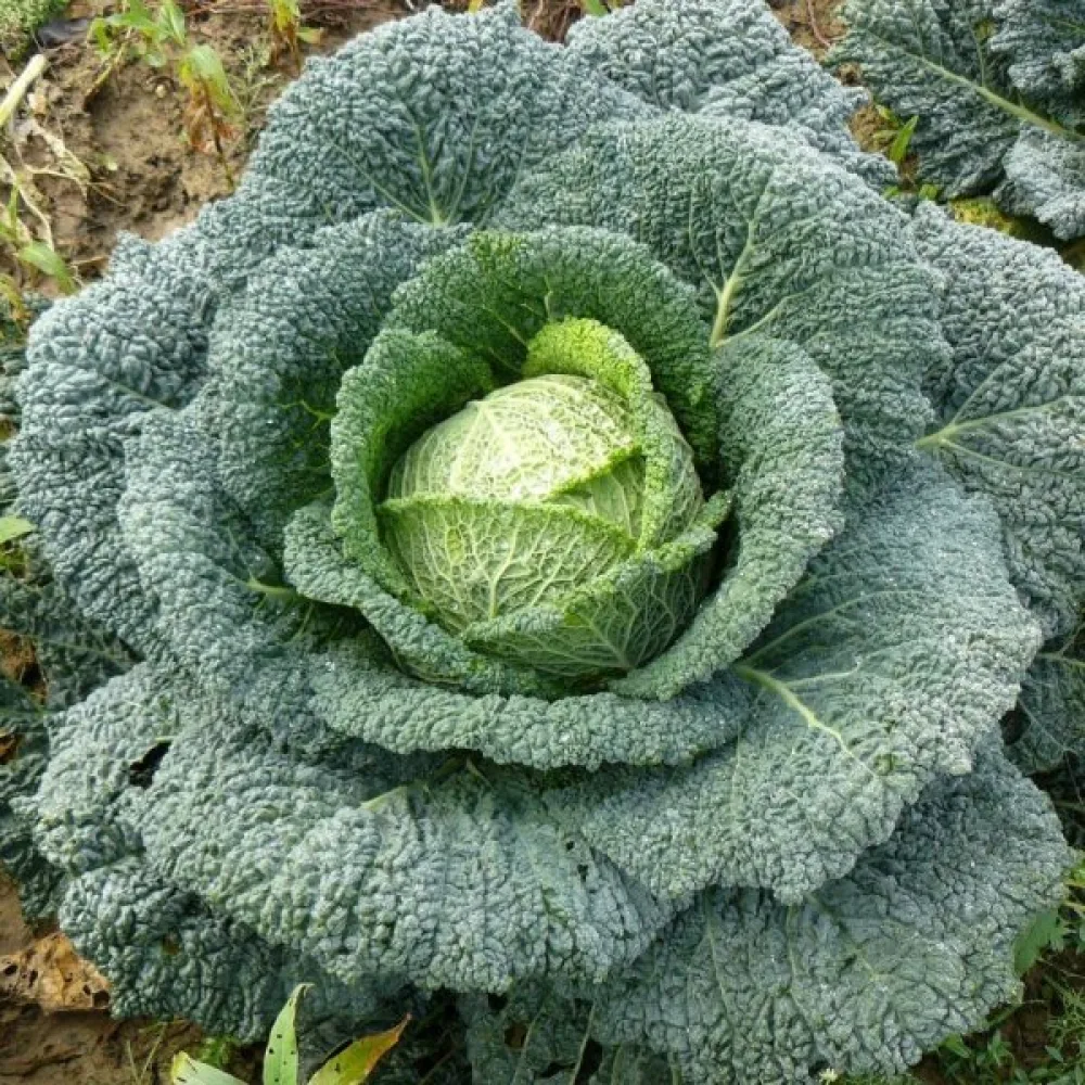 Kurttukaali 'Aubervilliers'