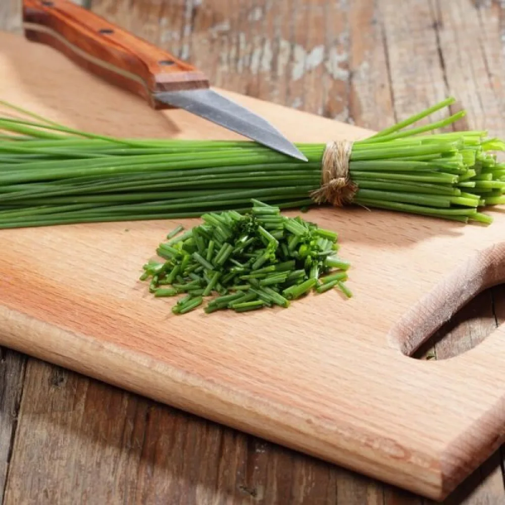 Ruohosipuli Allium schoenoprasum 'Medium leaf'