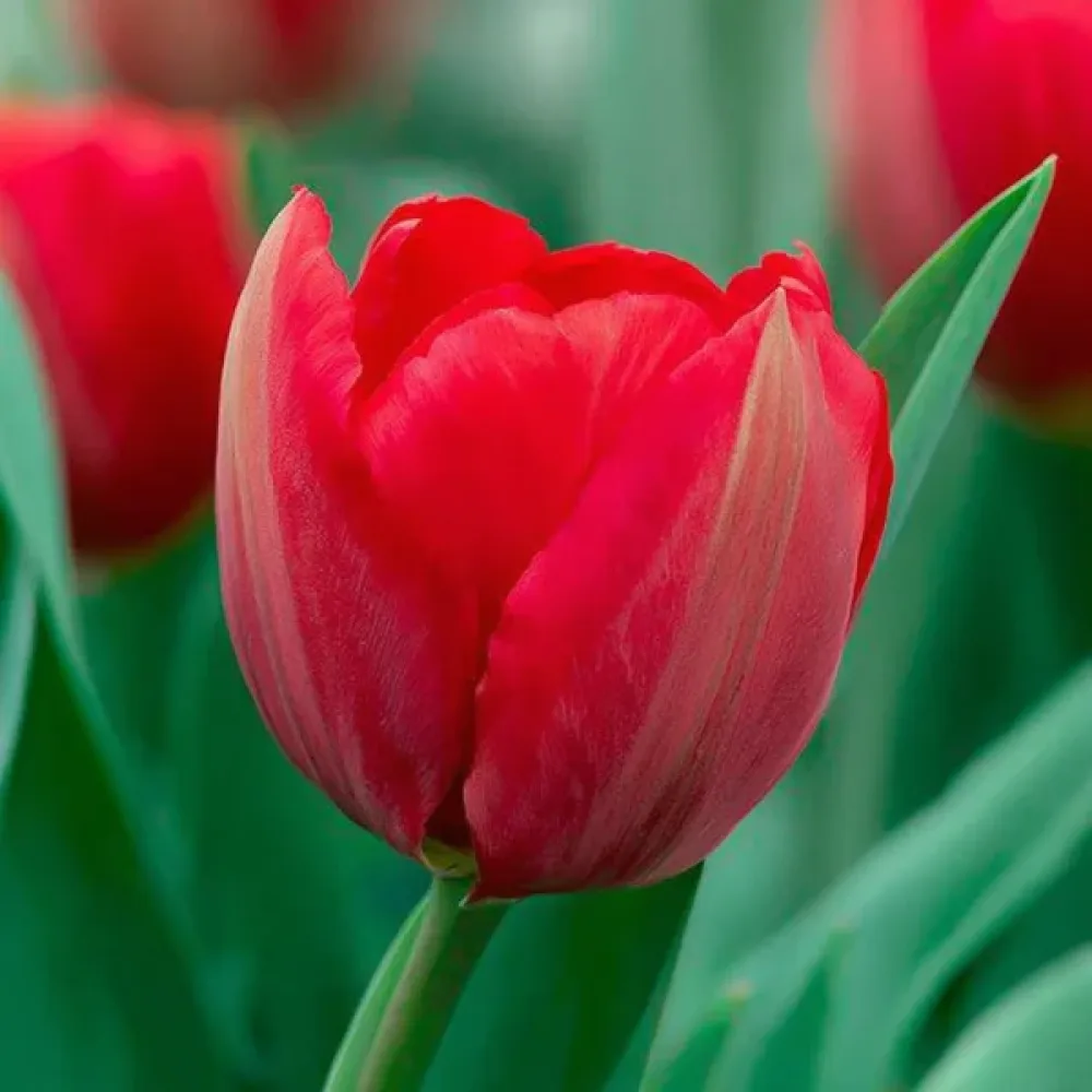 Tulppaani 'Canadian Liberator'
