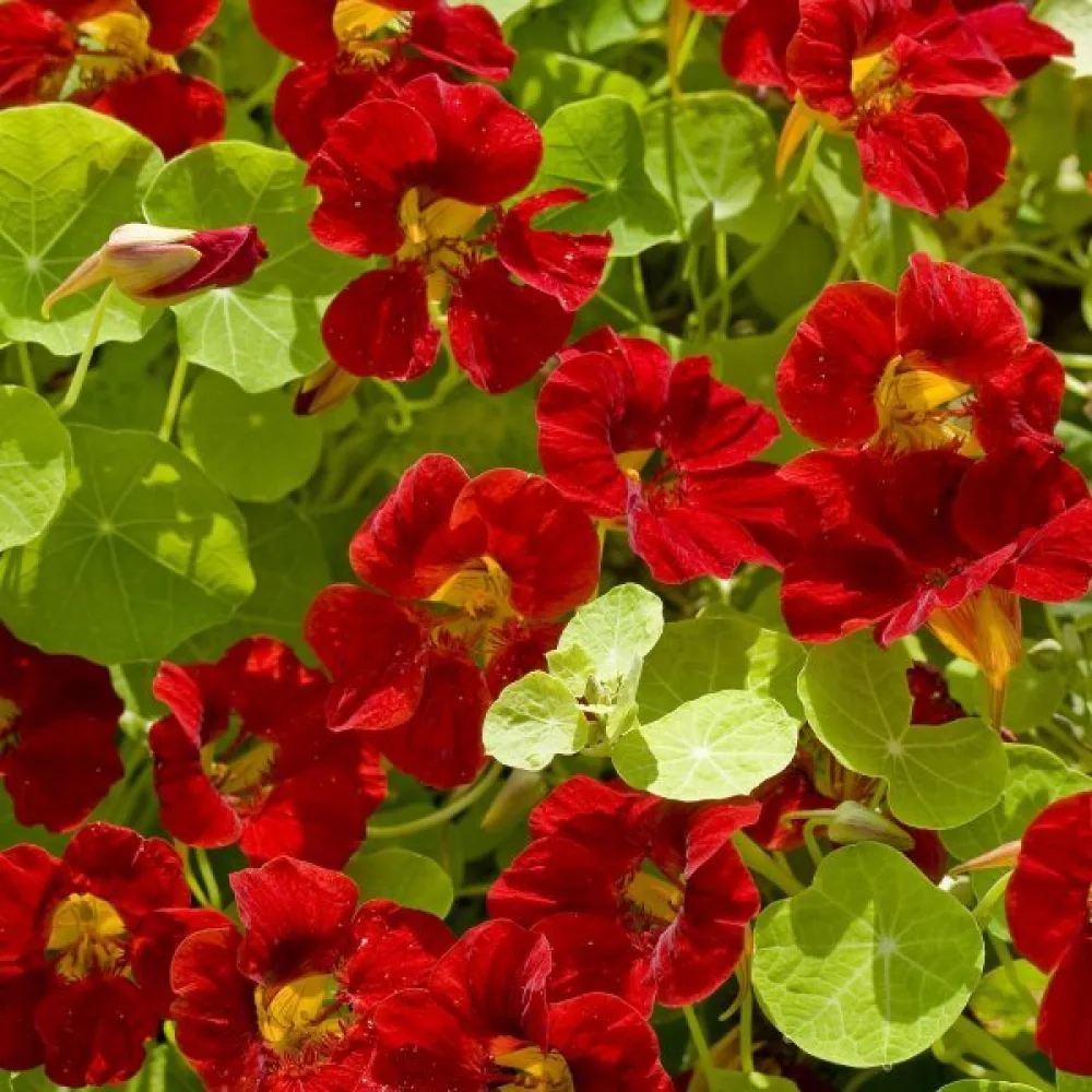 Köynnöskrassi 'Tip-Top Mahogany'