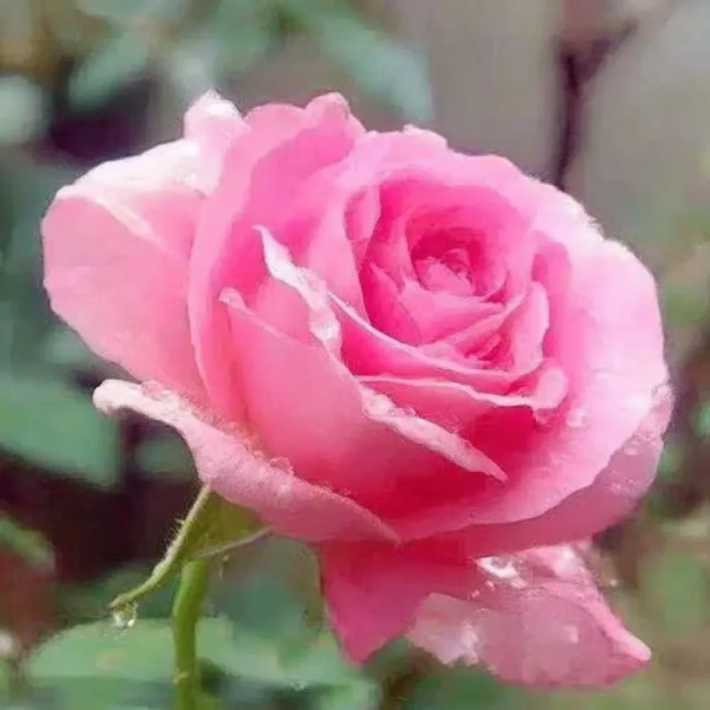 Ruusu 'Pink Pearl'