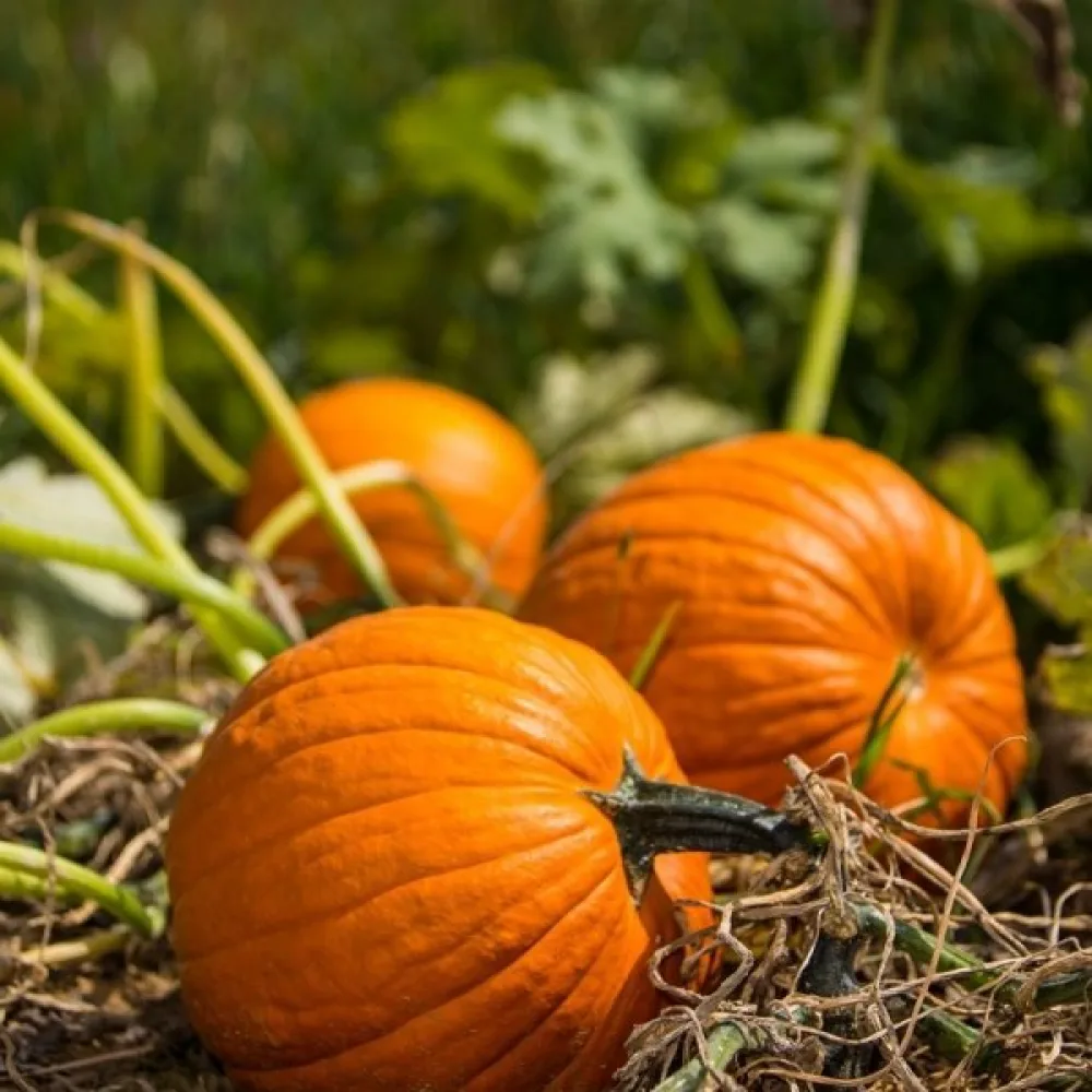 Kurpitsa 'Karowita Bis'