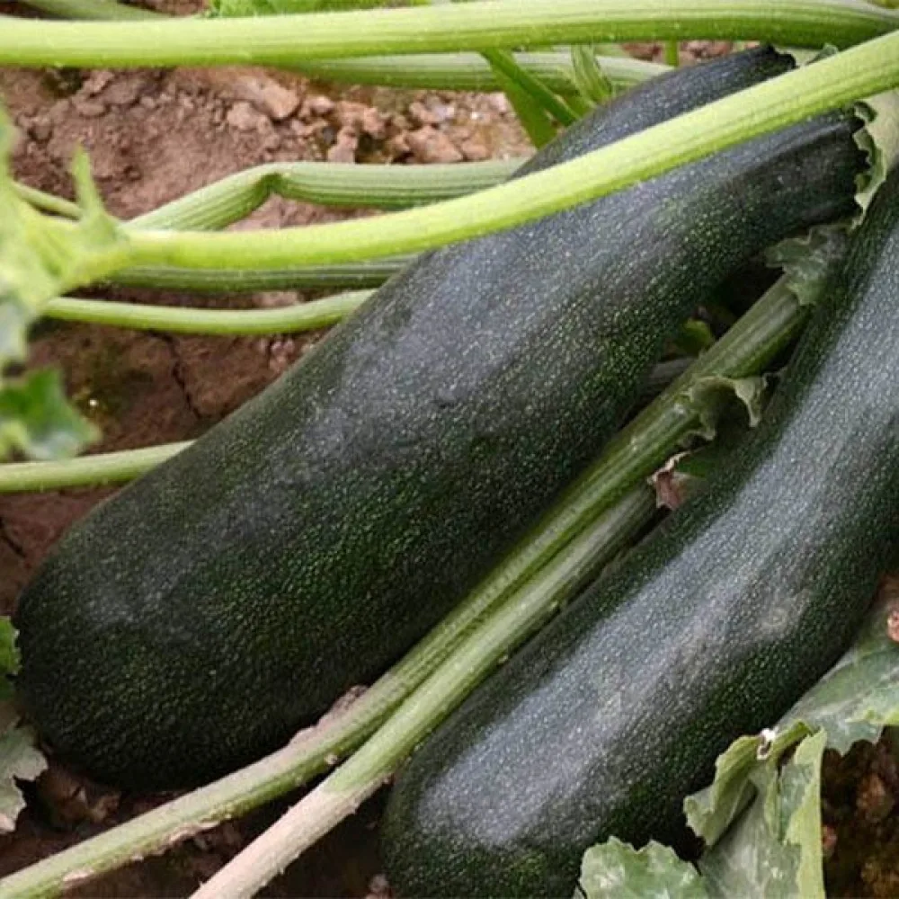Kesäkurpitsa 'Black Beauty'