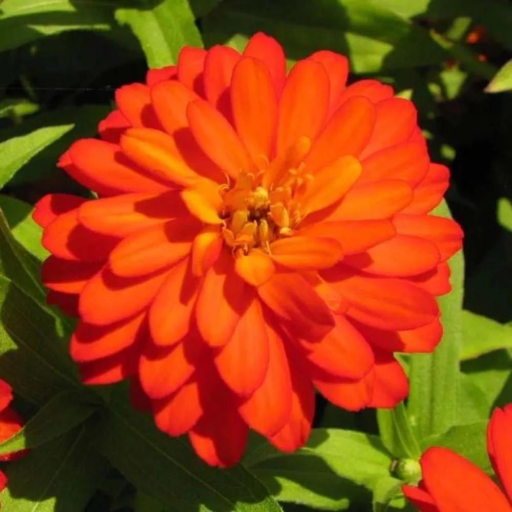 Tsinnia 'Super Yoga Orange'