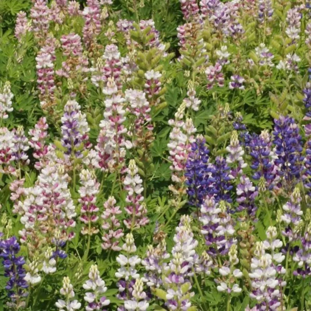 Lupiini 'Pixie Delight' – sekoitus