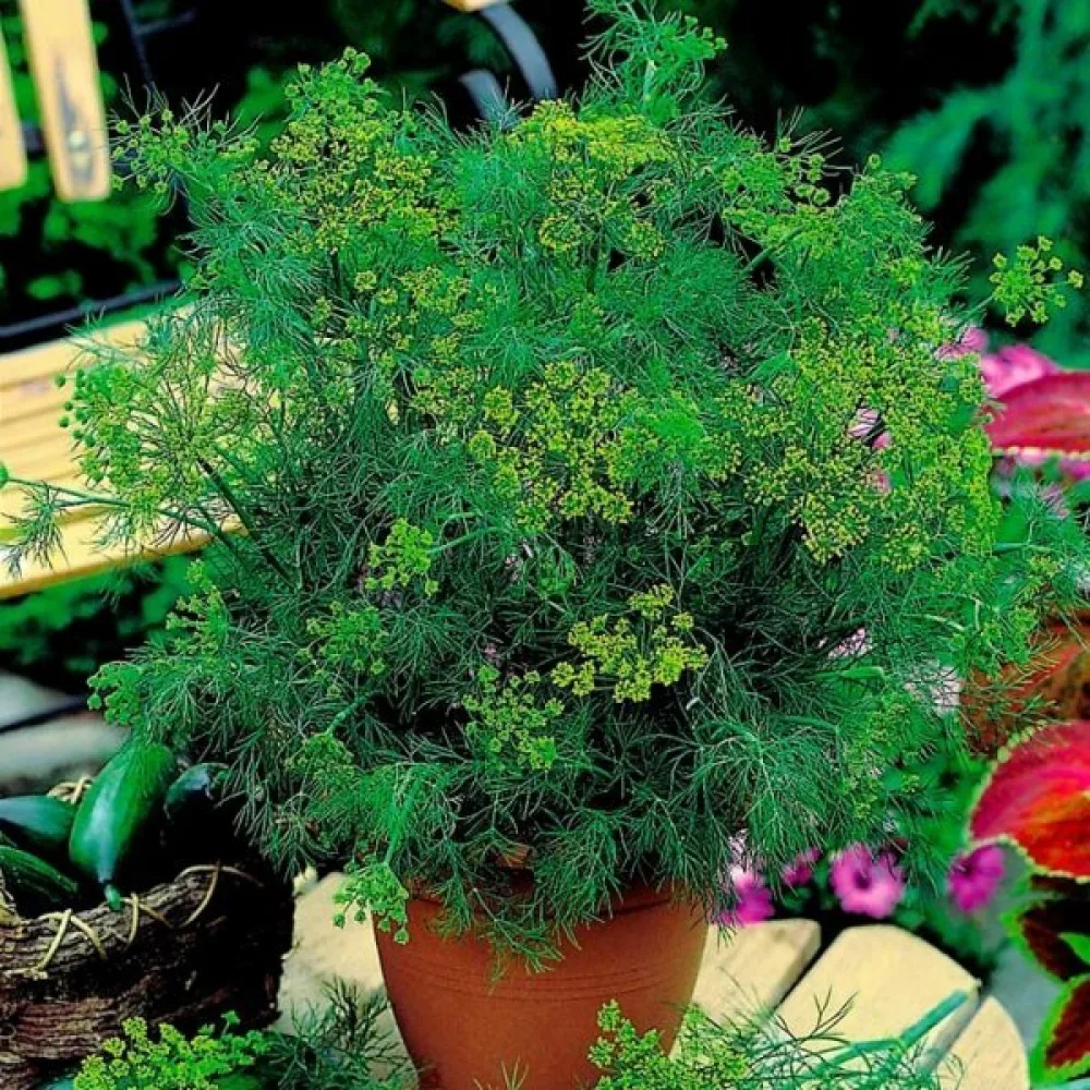 Tilli 'Compact'