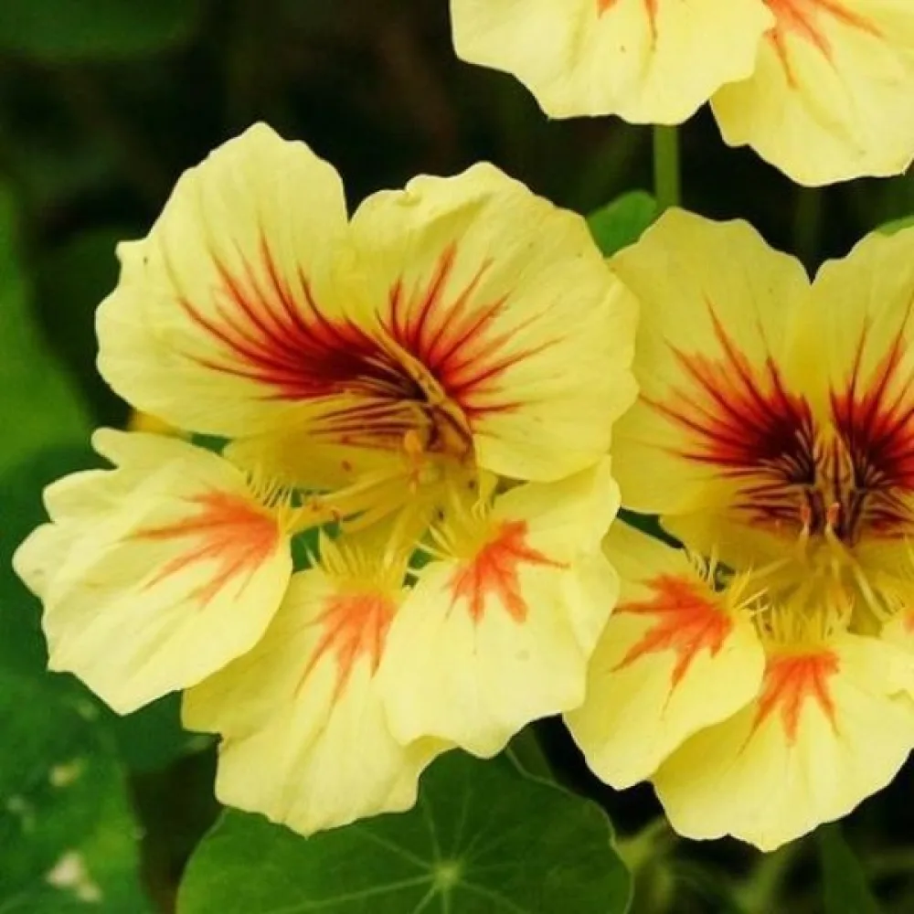 Köynnöskrassi 'Peach Melba'