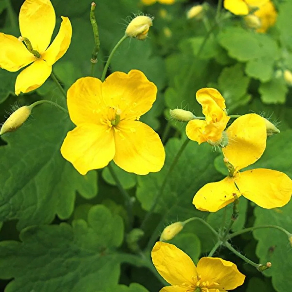 Keltamo Chelidonium majus