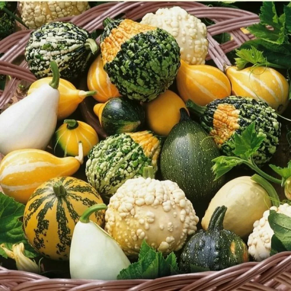 Kurpitsa 'Strie Melange' – sekoitus