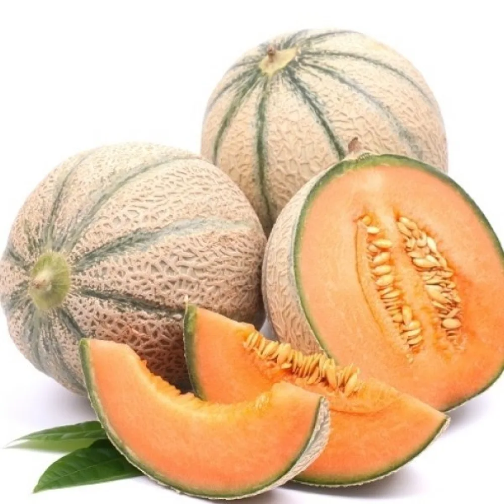Meloni 'Malaga' F1
