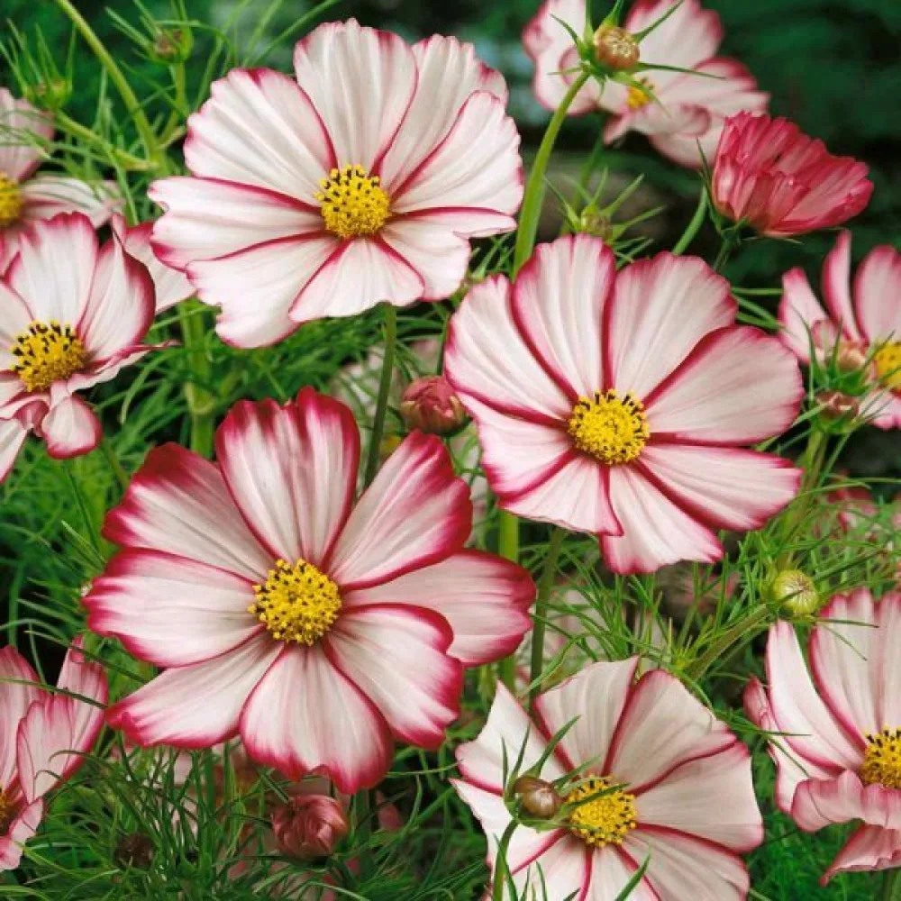 Kosmoskukka 'Candy Stripe' valkoinen