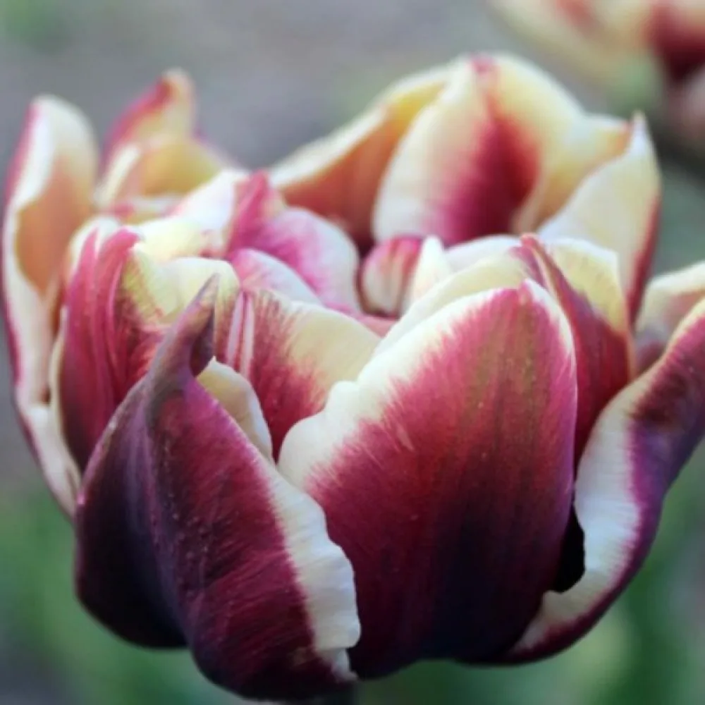 Tulppaani 'Wyndham'