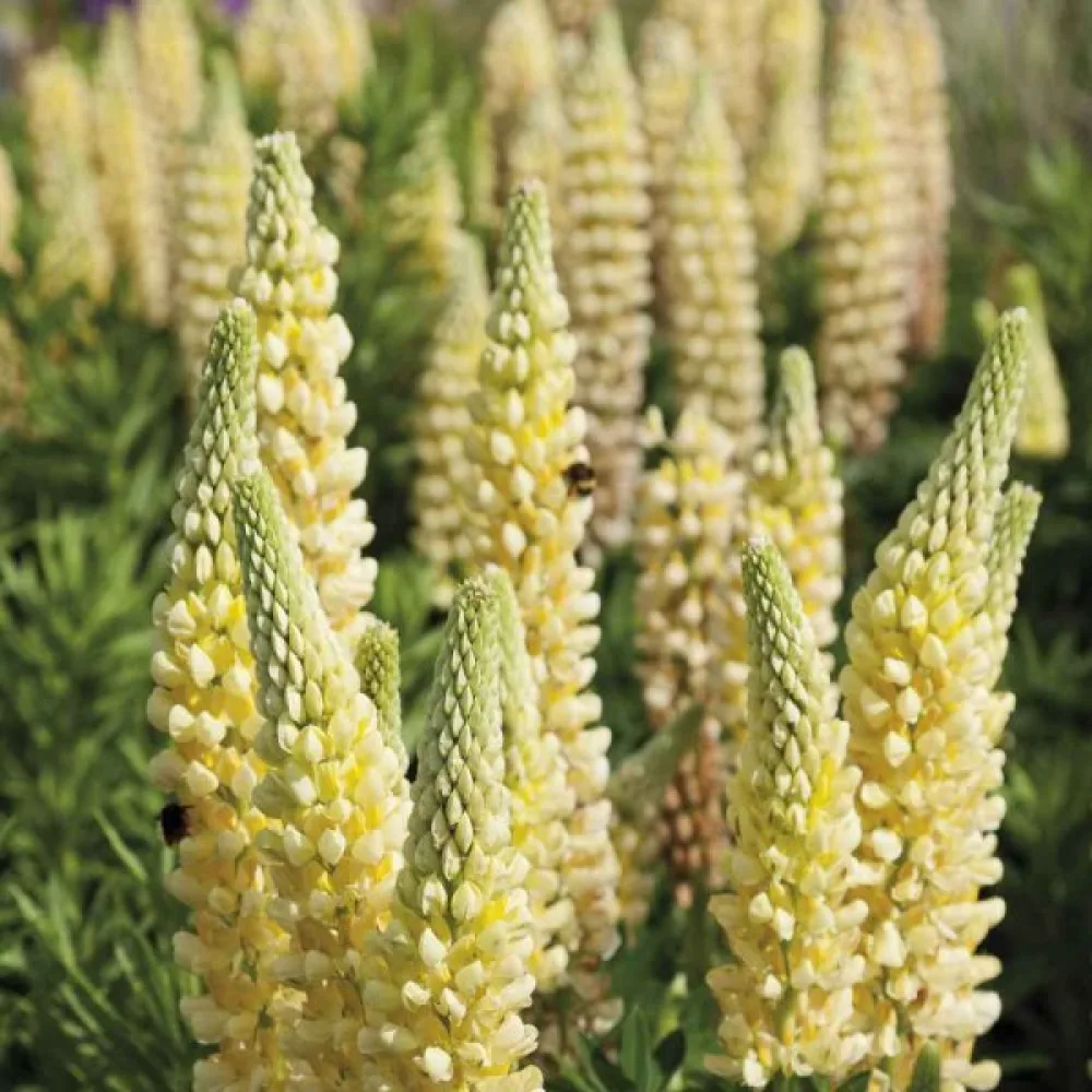 Komealupiini Lupinus polyphyllus, keltainen