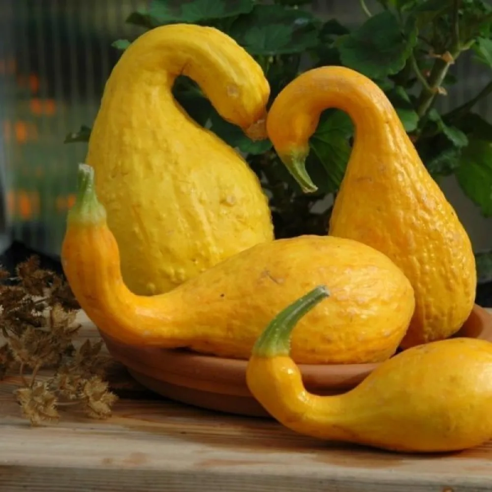 Kurpitsa 'Crookneck'
