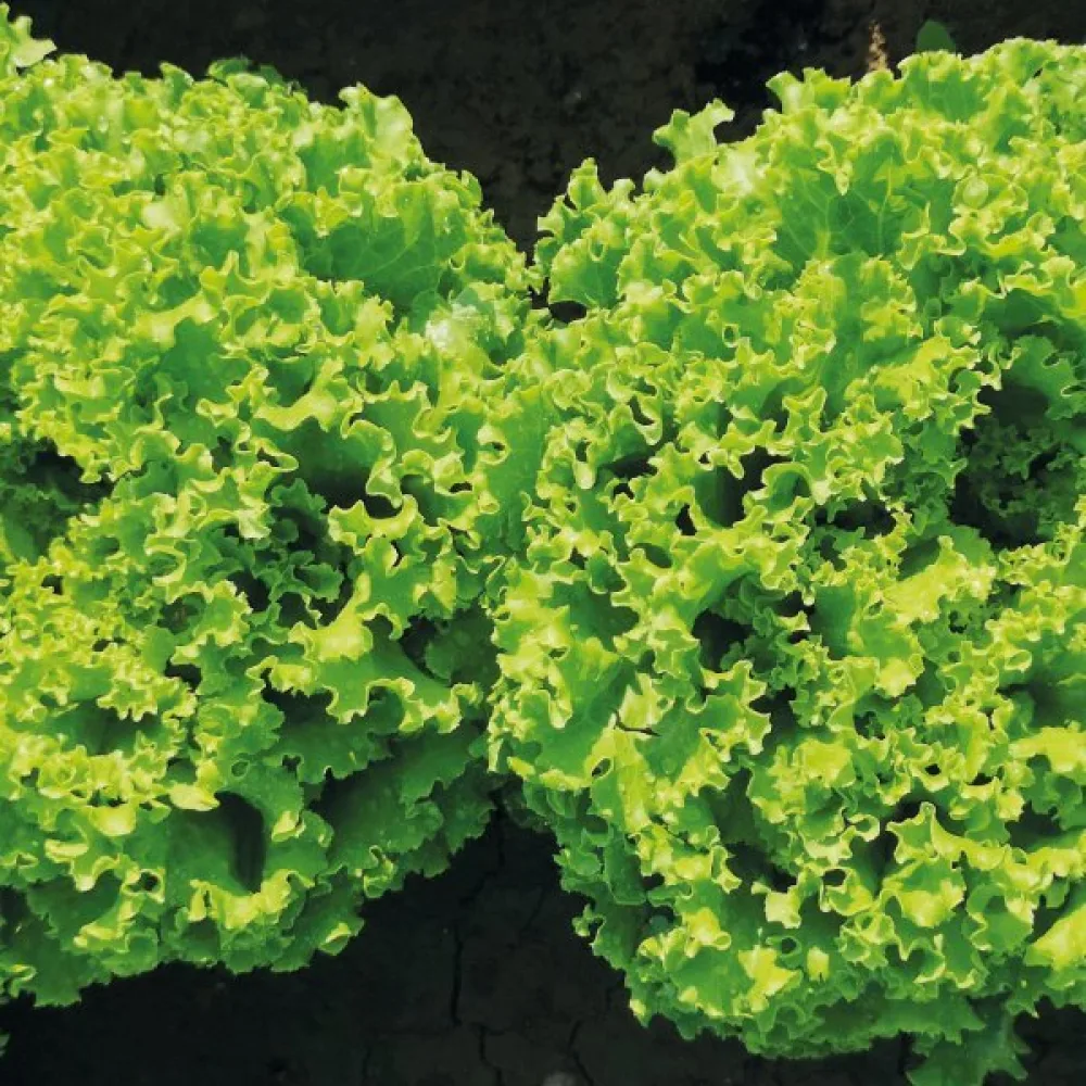 Salaatti 'Gentilina'