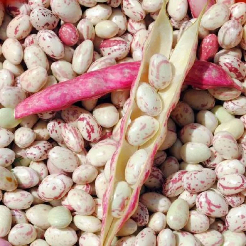 Kuivapapu 'Coco nain rose d'Eyragues'