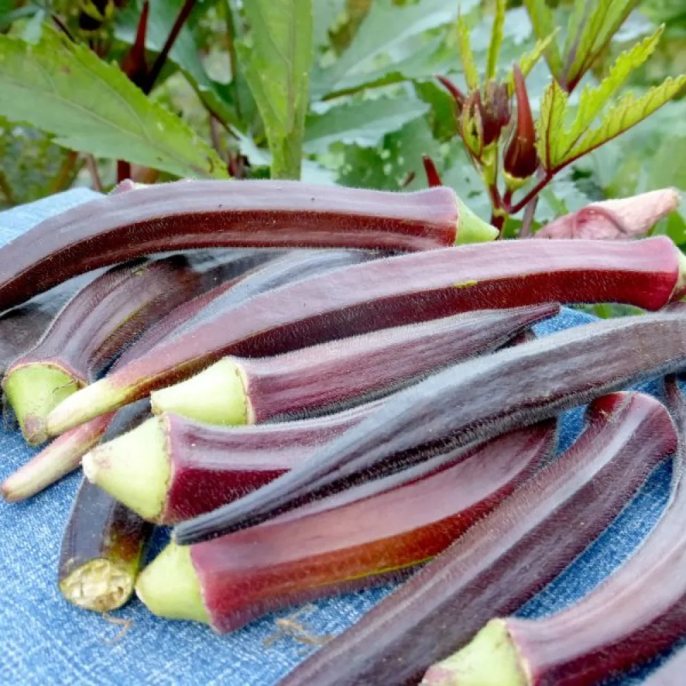 Okra 'Burgundy'