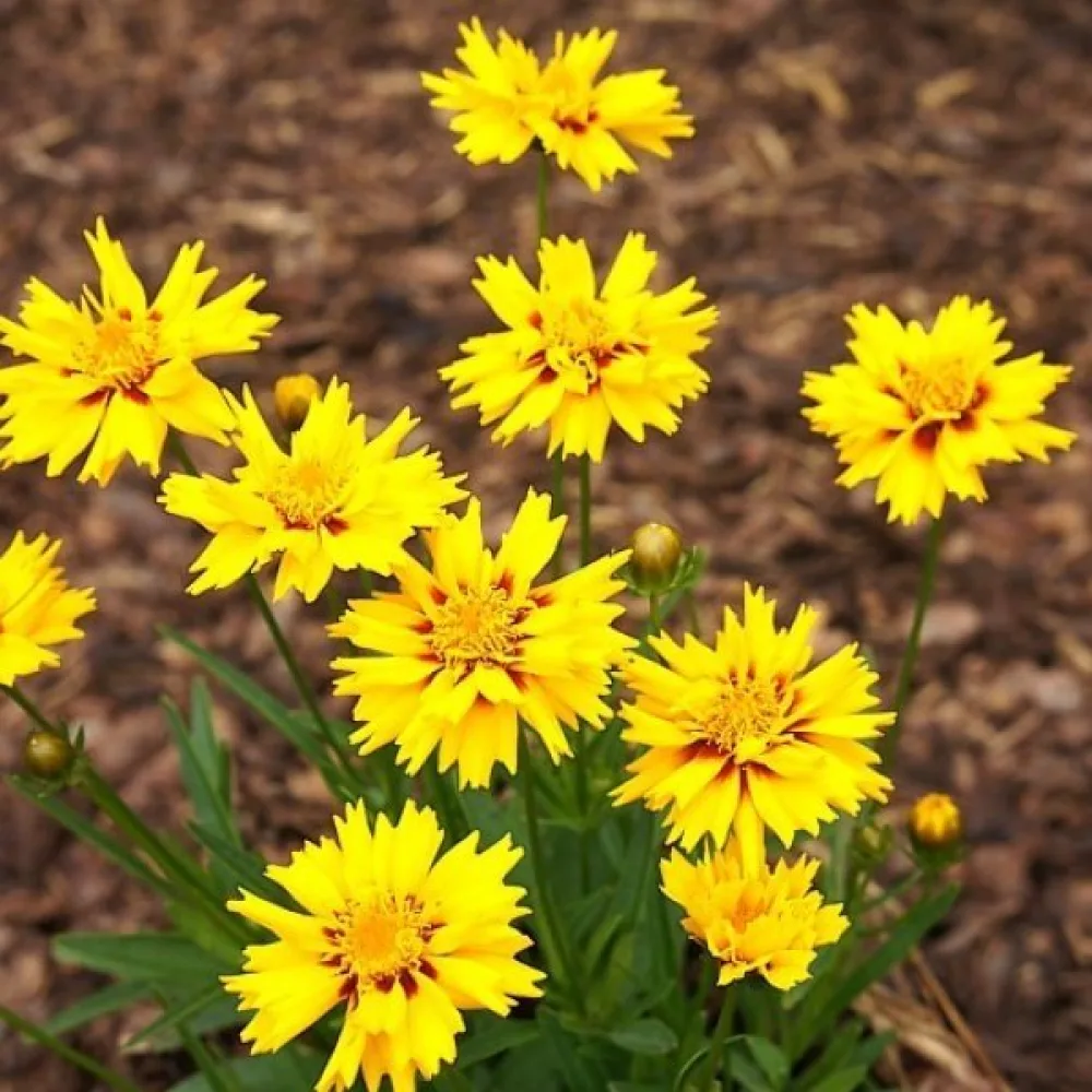 Kaunosilmä 'Golden Crown'