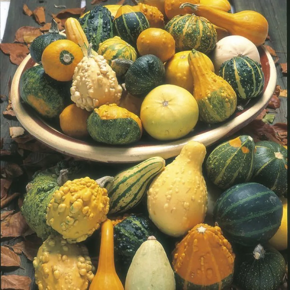Kurpitsa 'Strie Melange' – sekoitus