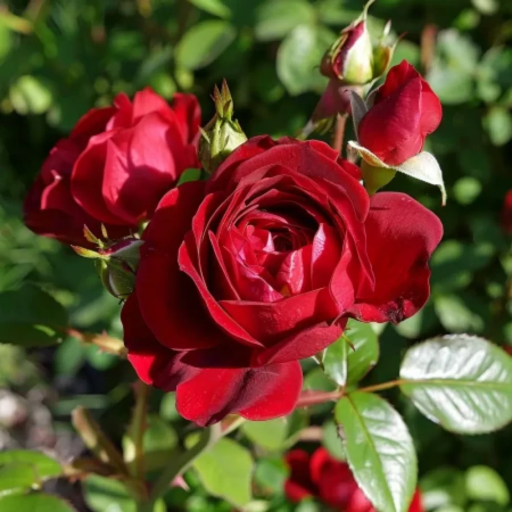 Ruusu 'Dark Red Fairytale' – paljasjuurinen