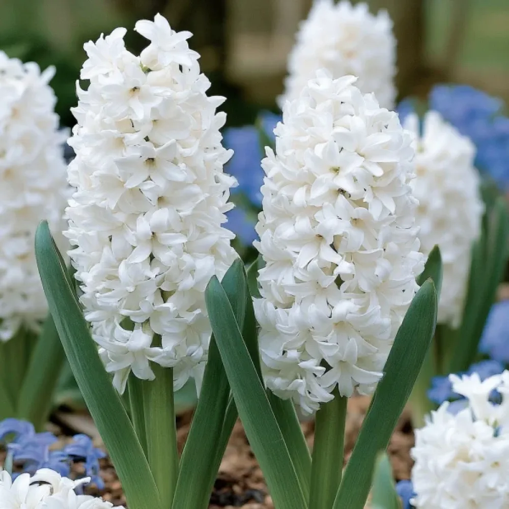 Hyasintti 'Polar Giant'