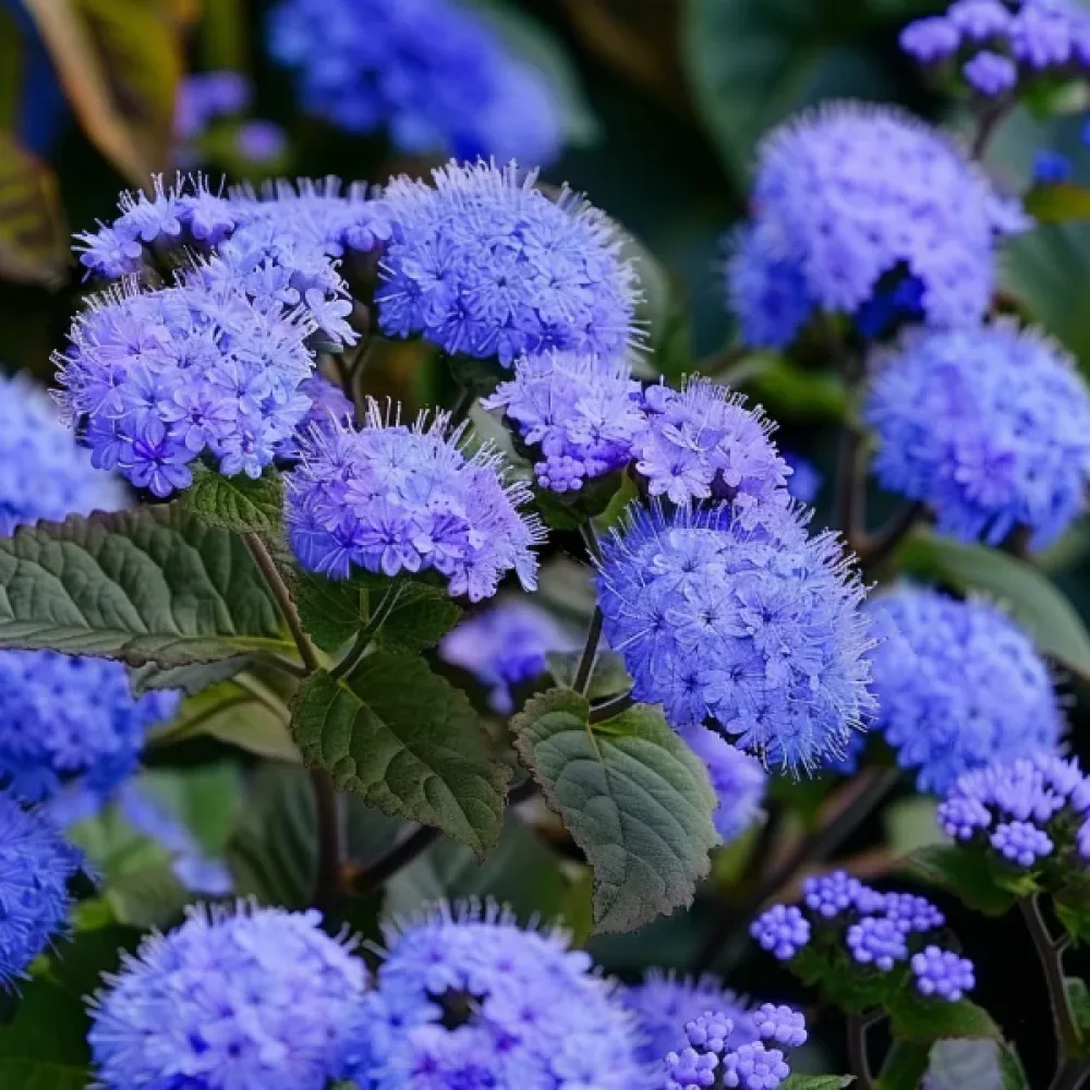 Sinihirvenjuuri 'Blue Mink'