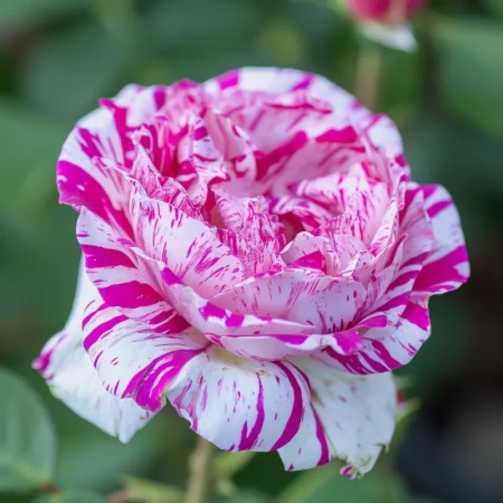 Ruusu 'Bologna Lavender' – paljasjuurinen