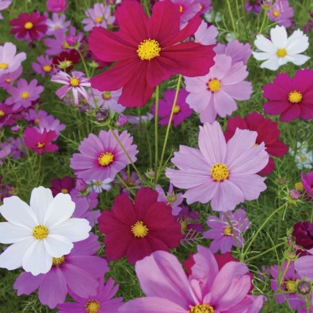 Kosmoskukka 'Early Summer' sekoitus