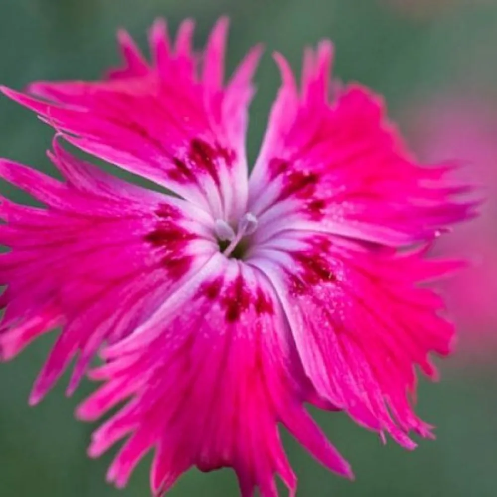 Neilikka Dianthus gratianopolitanus – vaaleanpunainen
