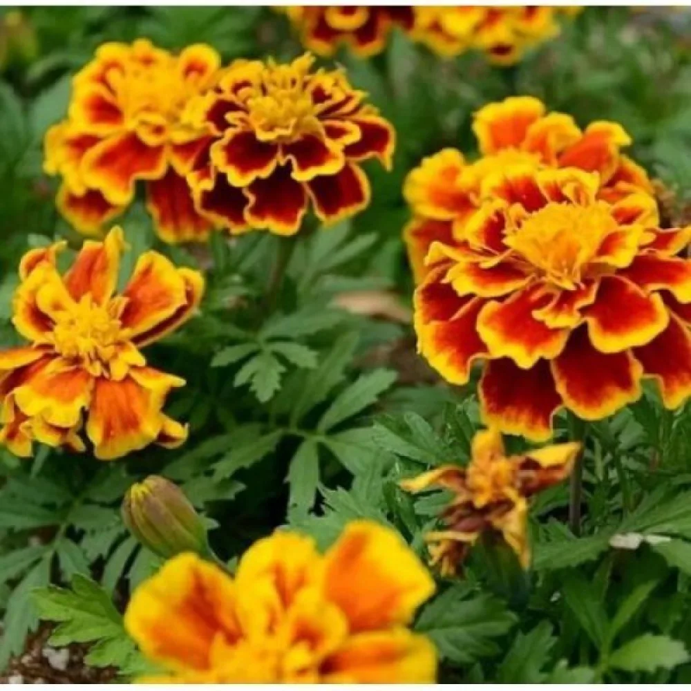 Ruusukesamettikukka 'Yellow Brocade'