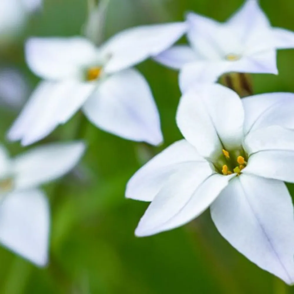 Ipheion 'White Star'