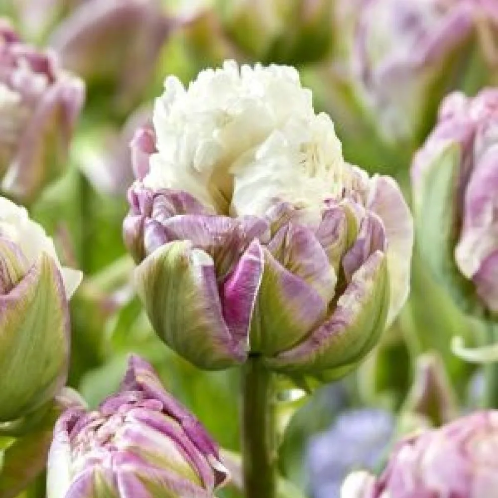 Tulppaani 'Mystery Valley'