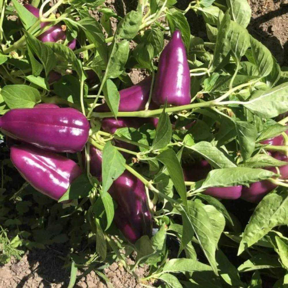 Paprika 'Oda Violet'