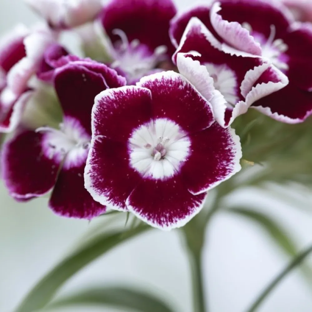 Harjaneilikka 'Auricula-Eyed' – sekoitus