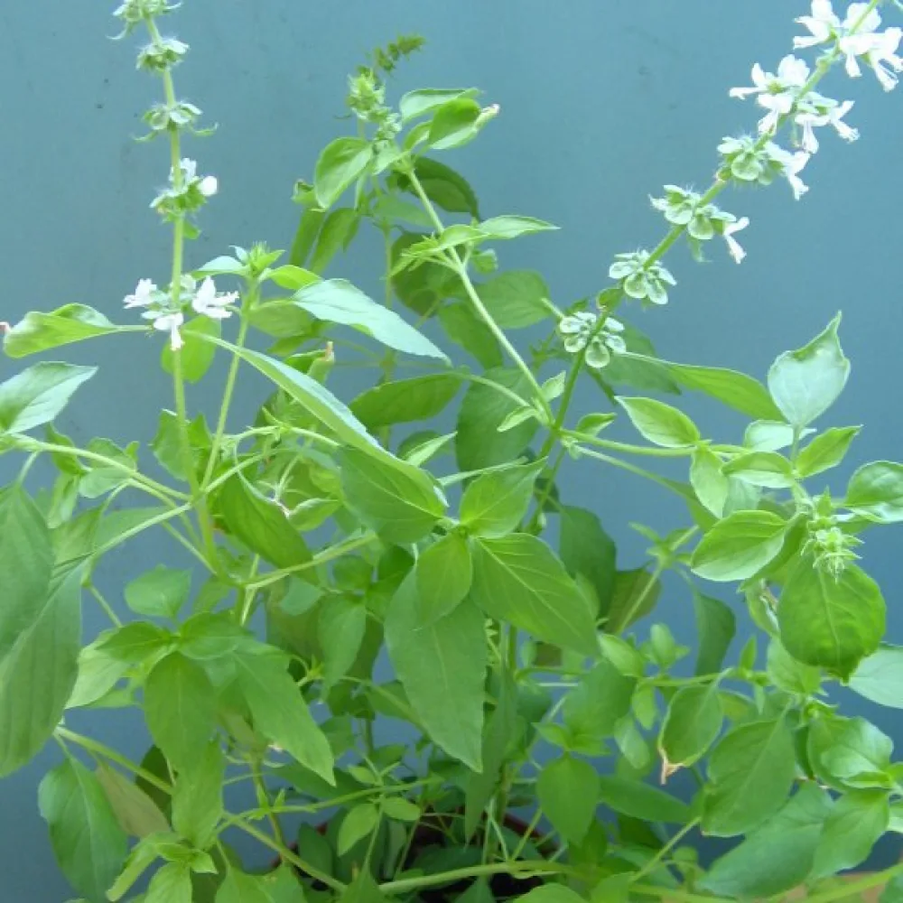 Sitruunabasilika