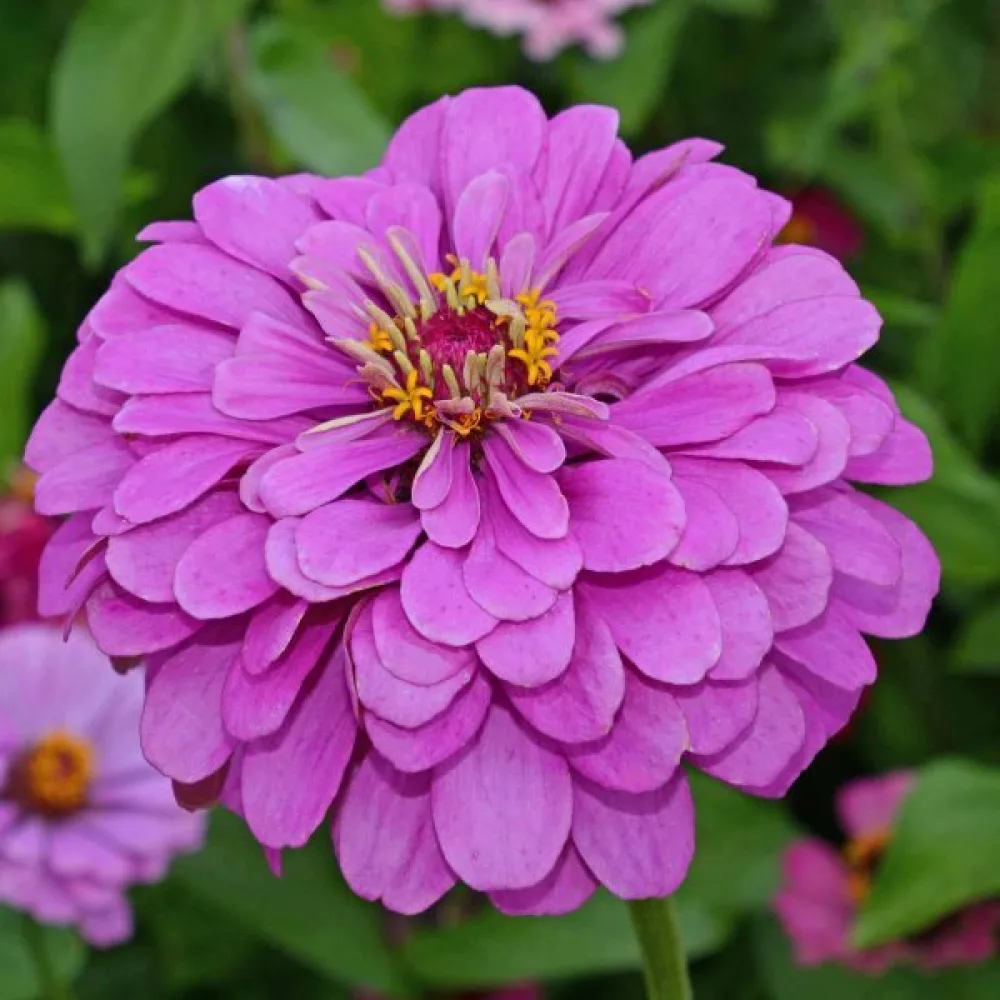 Tsinnia 'Super Yoga Lavender'