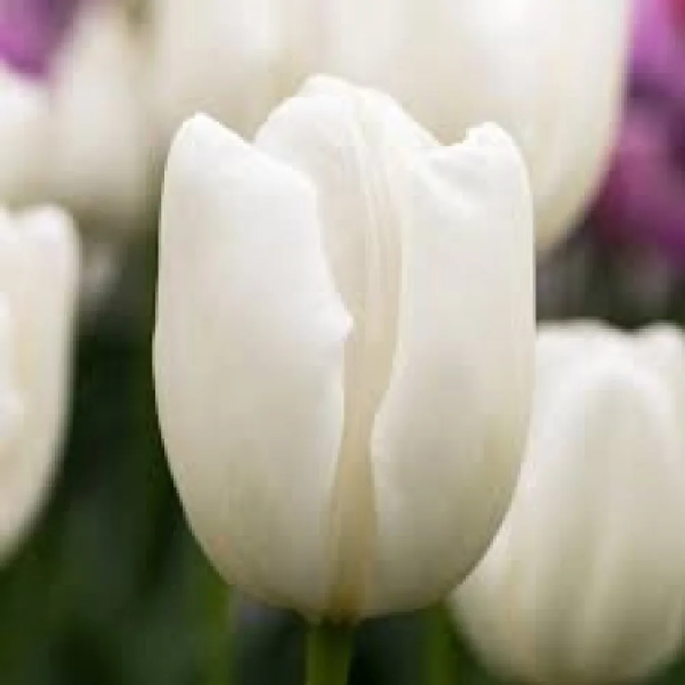Tulppaani 'Hakuun'