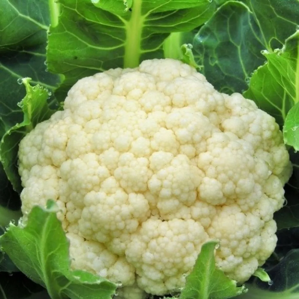 Kukkakaali 'Robert'