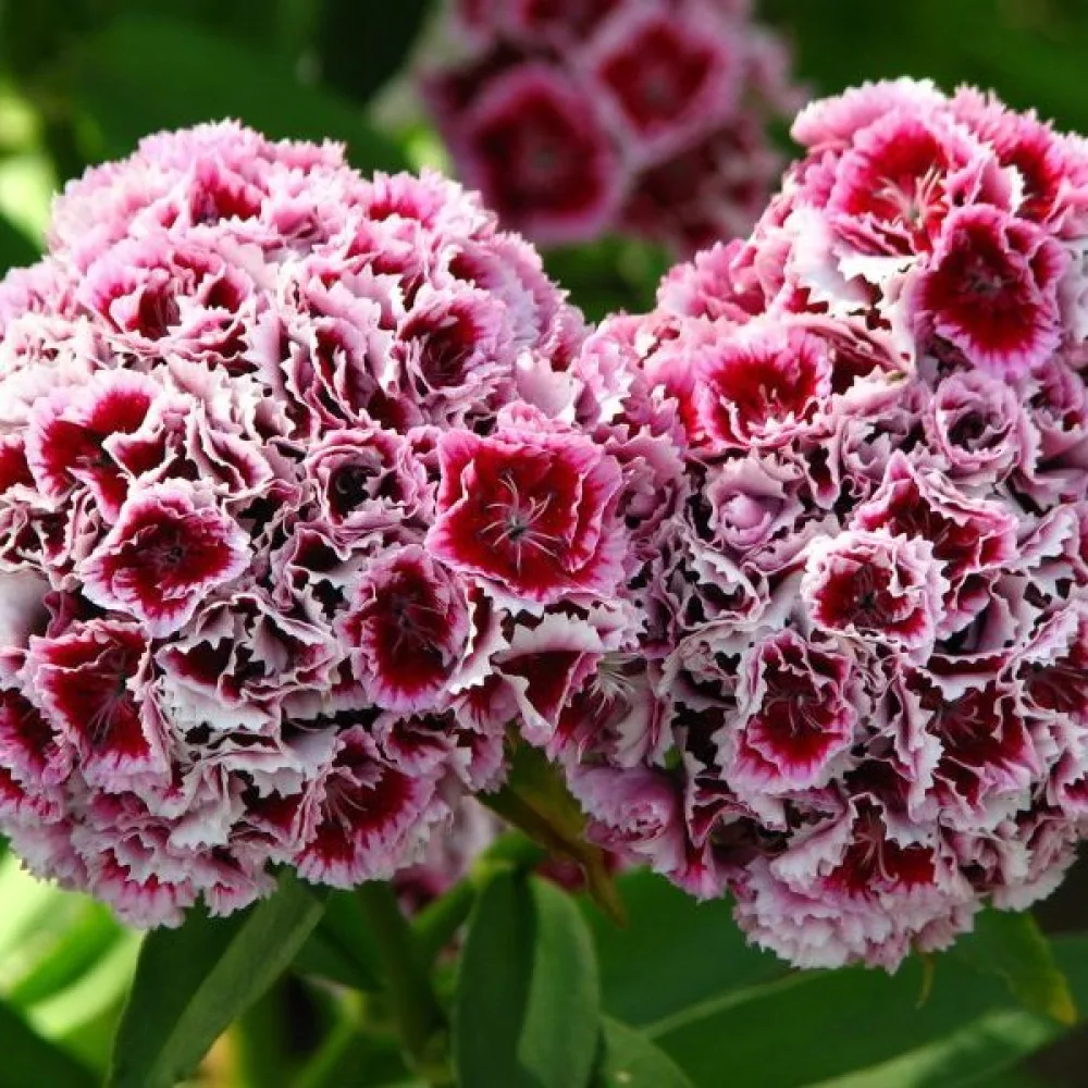 Harjaneilikka 'Hollandia' – sekoitus