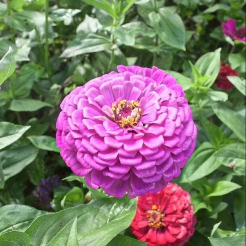 Tsinnia 'Super Yoga Lavender'