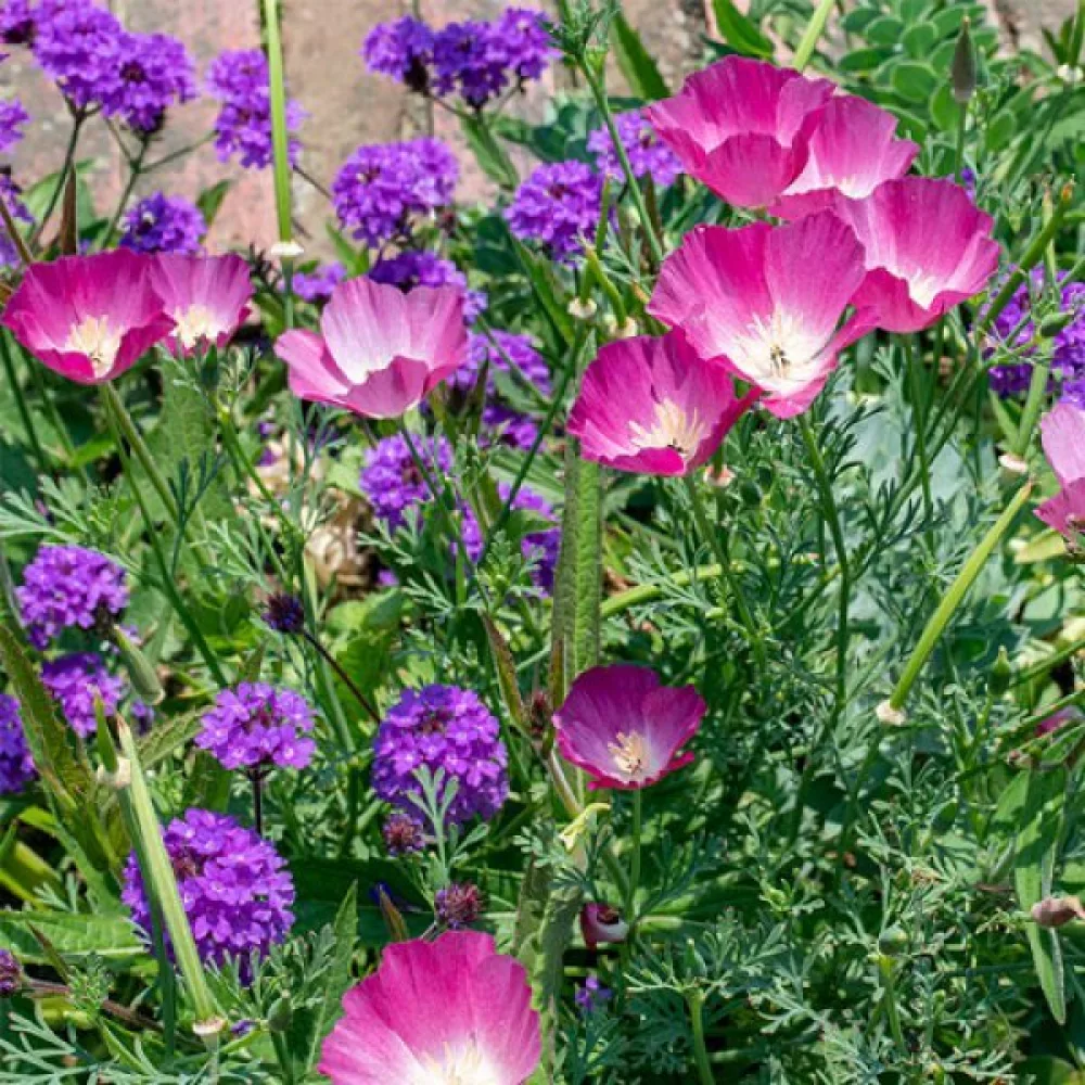 Kaliforniantunikko 'Purple Gleam', liila