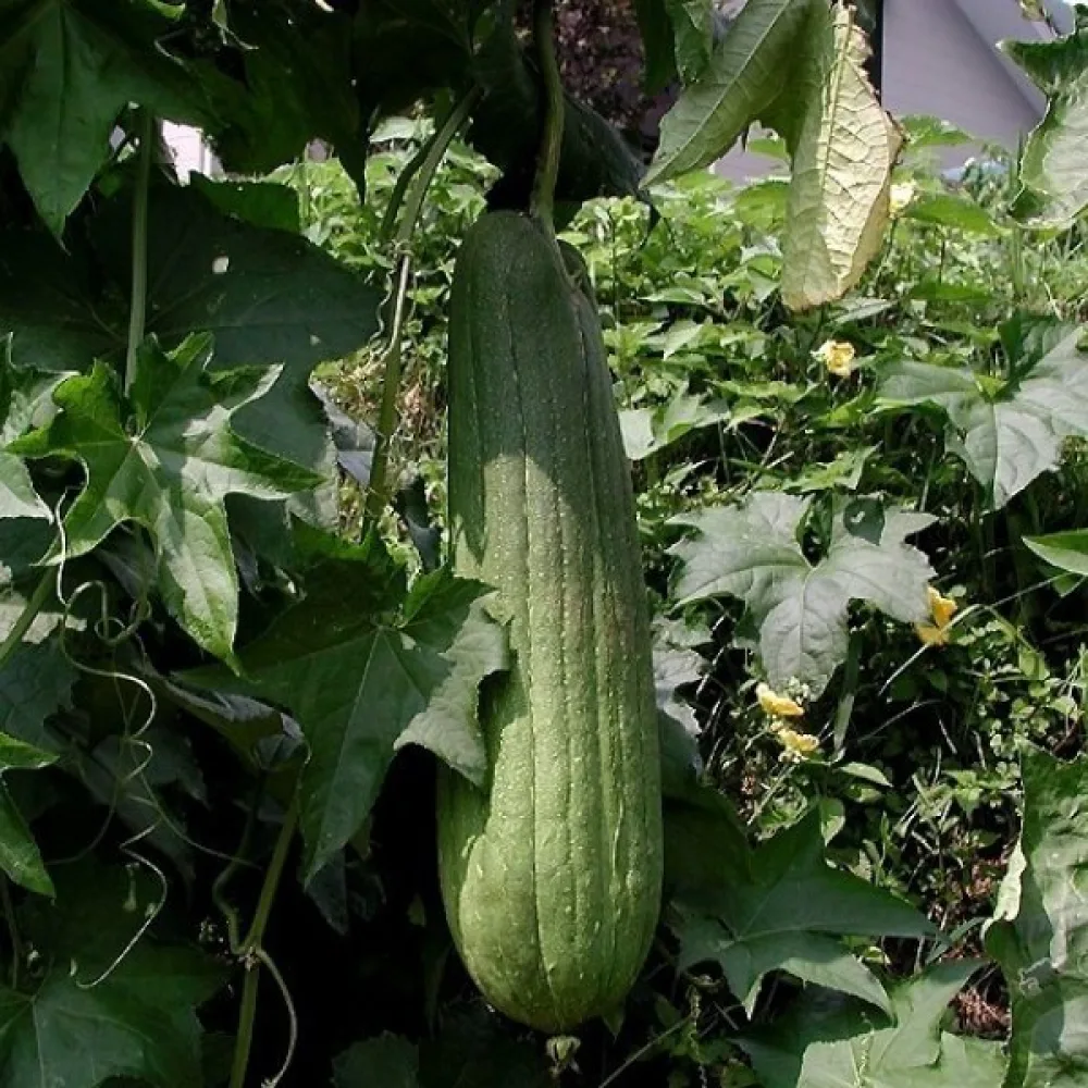 Luffa (pesusienikurpitsa)