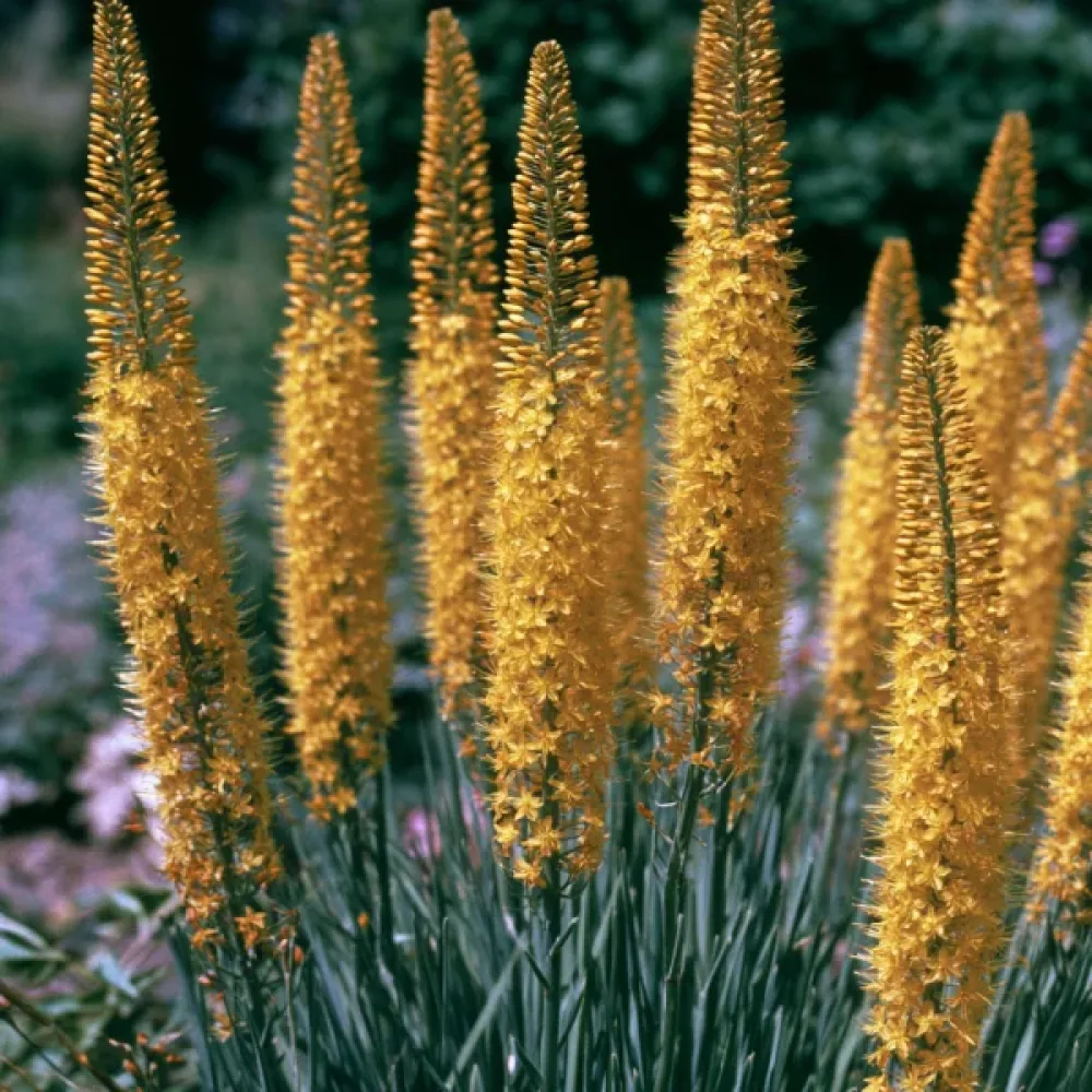 Kleopatranneula 'Bungeii'