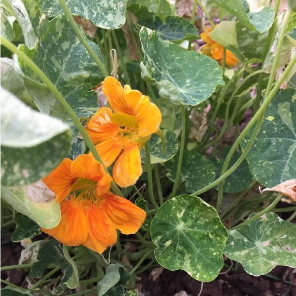 Köynnöskrassi 'Alaska Gold'