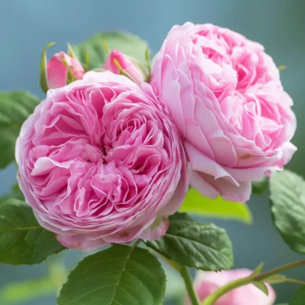 Ruusu 'Royal Essence'