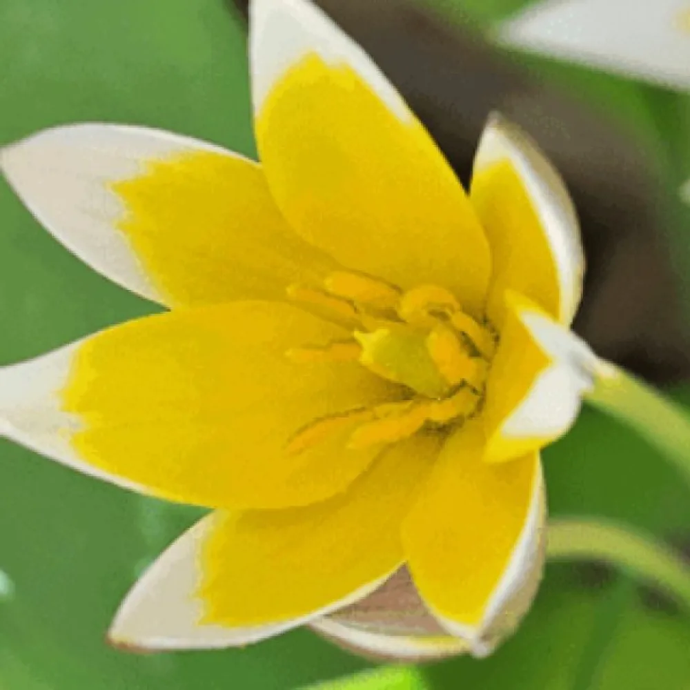 Tulppaani 'Tarda Dasystemon'