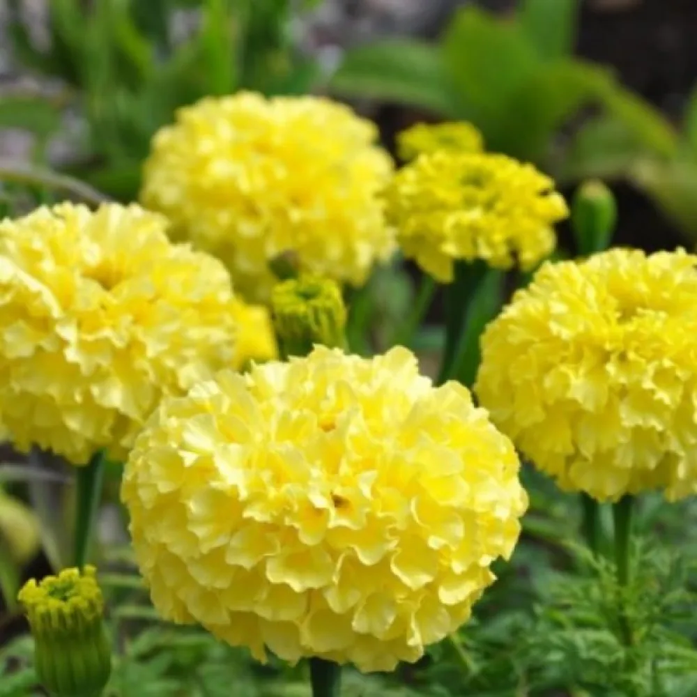 Kookossamettikukka 'Calando Lemon'